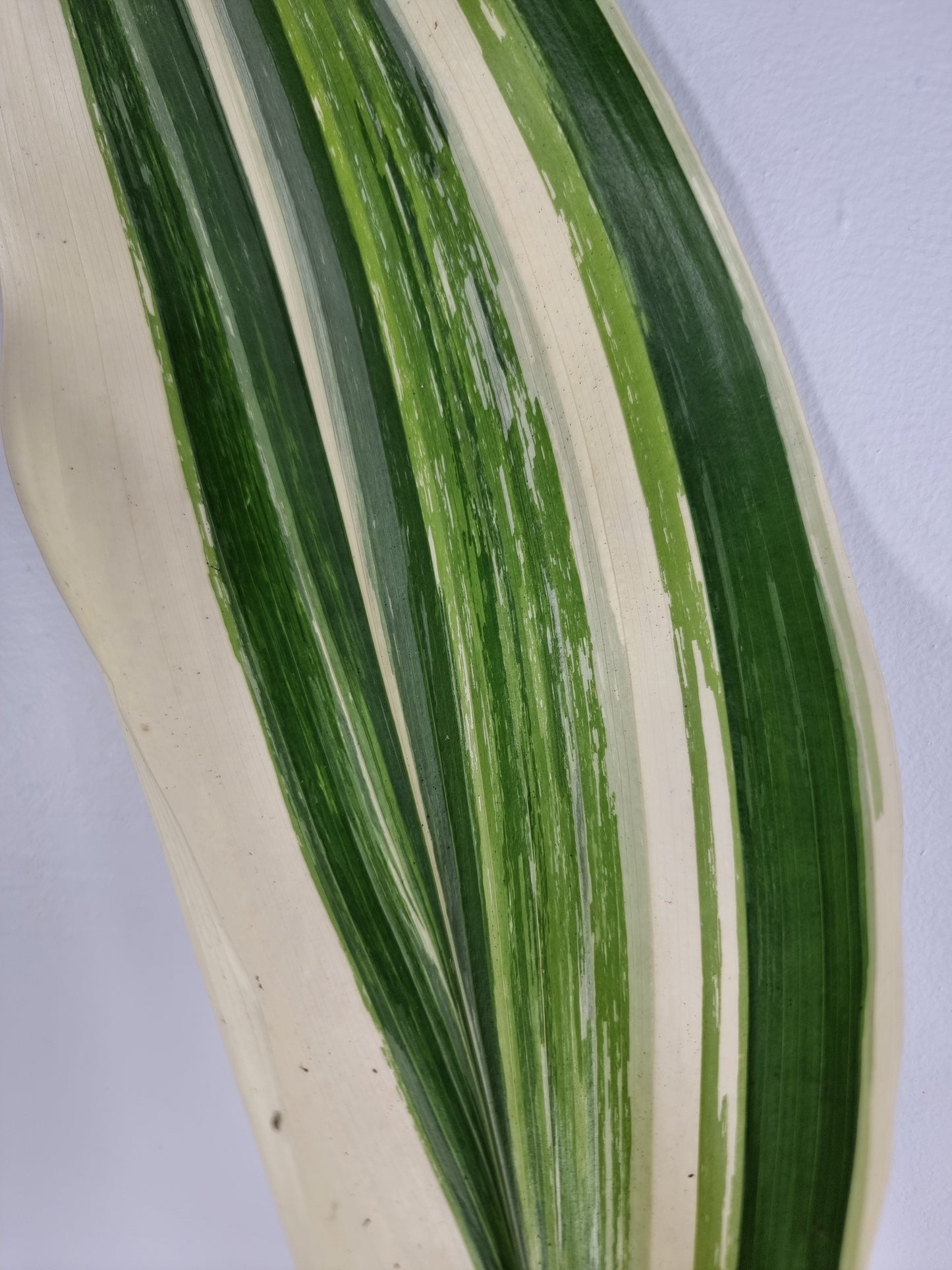 Aspidistra elatior variegata - Variegated Cast Iron Plant Root'd Plants 120mm 