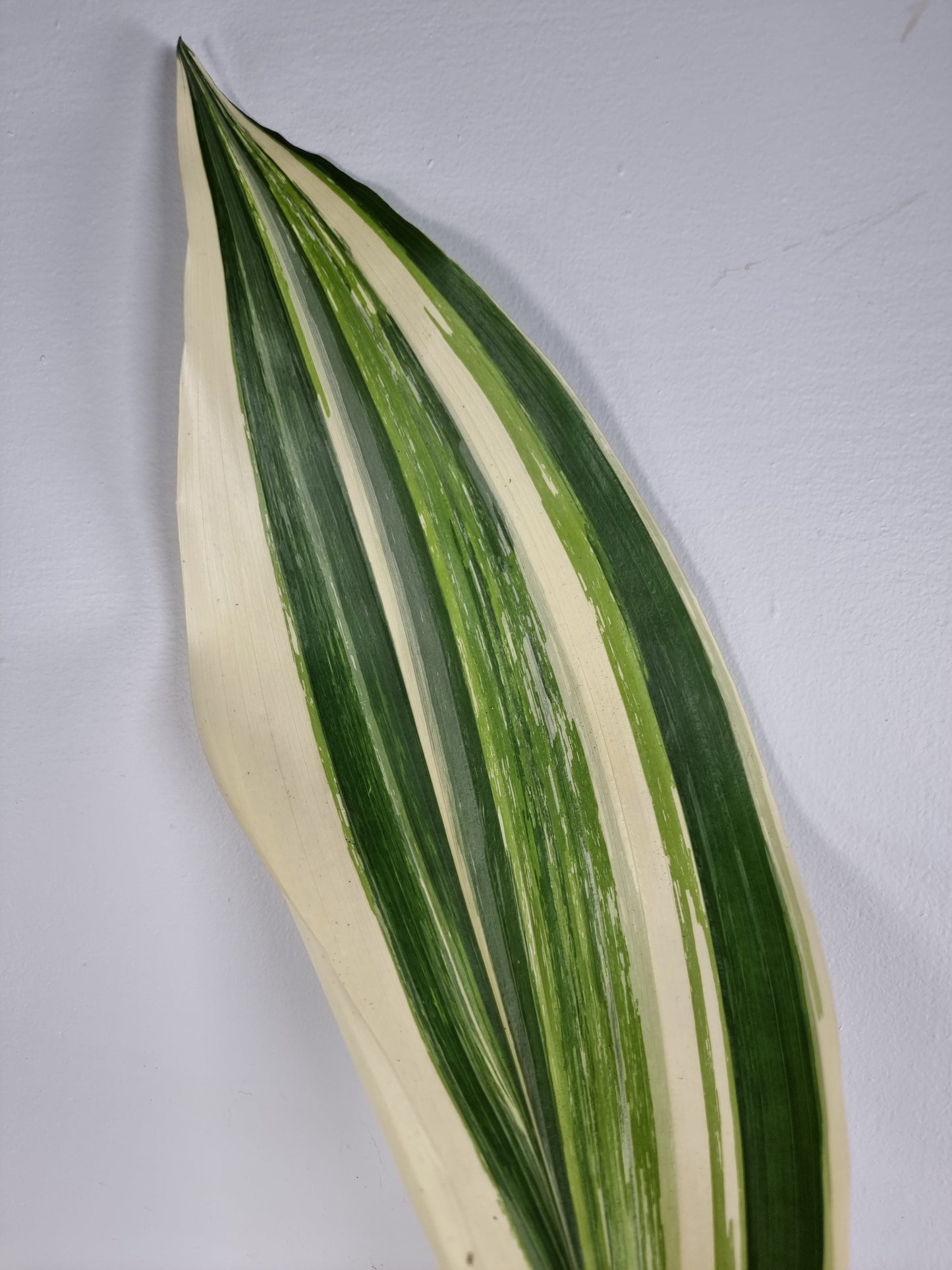 Aspidistra elatior variegata - Variegated Cast Iron Plant Root'd Plants 