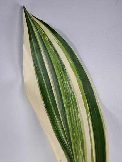 Aspidistra elatior variegata - Variegated Cast Iron Plant Root'd Plants 
