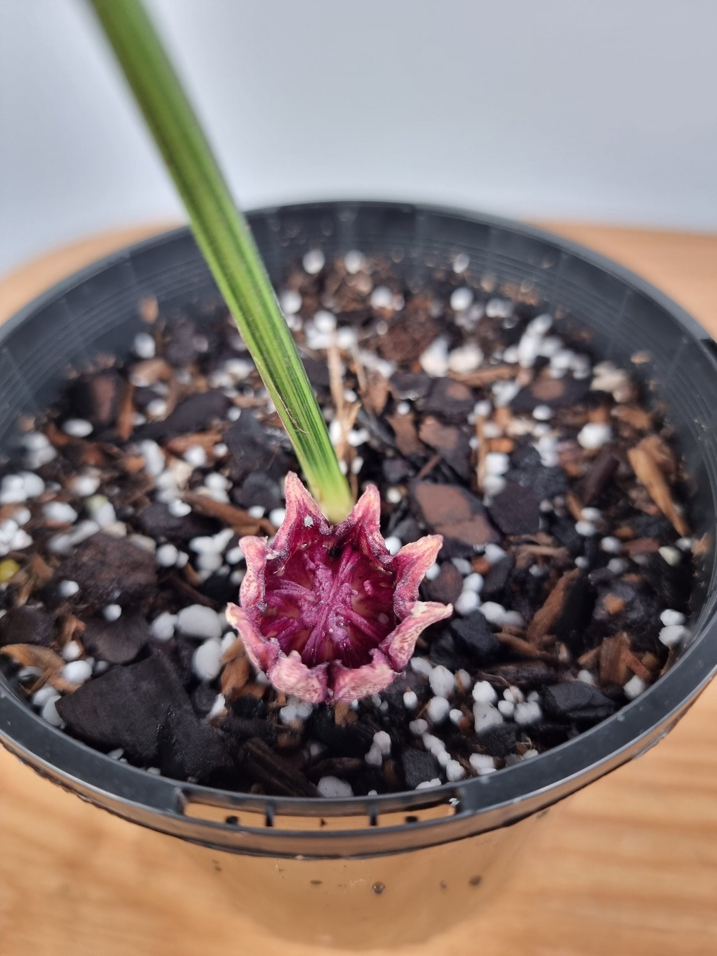 Aspidistra elatior variegata - Variegated Cast Iron Plant Root'd Plants 