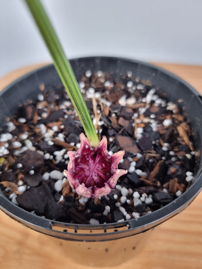 Aspidistra elatior variegata - Variegated Cast Iron Plant Root'd Plants 