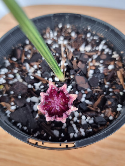 Aspidistra elatior variegata - Variegated Cast Iron Plant Root'd Plants 