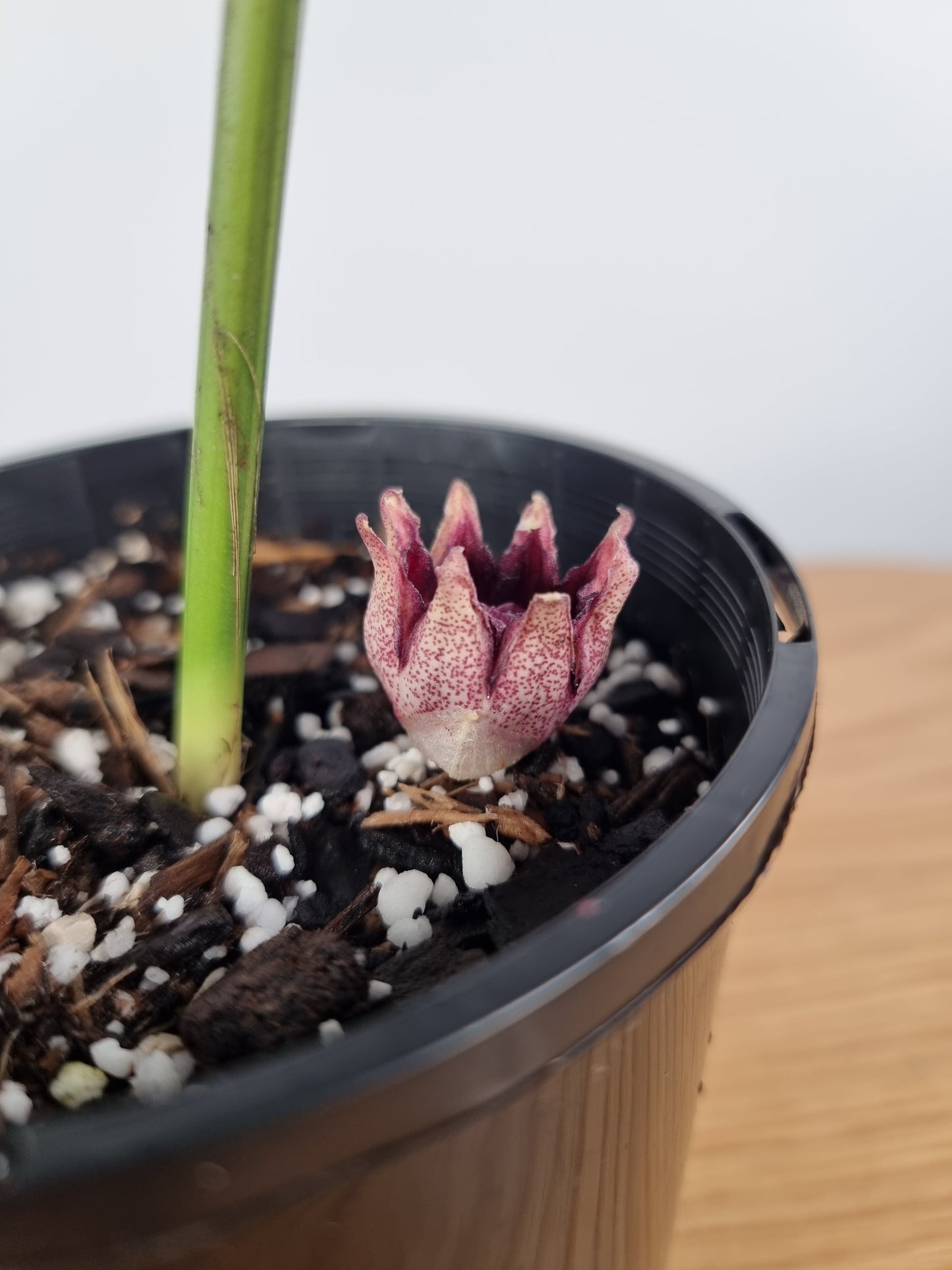 Aspidistra elatior variegata - Variegated Cast Iron Plant Root'd Plants 