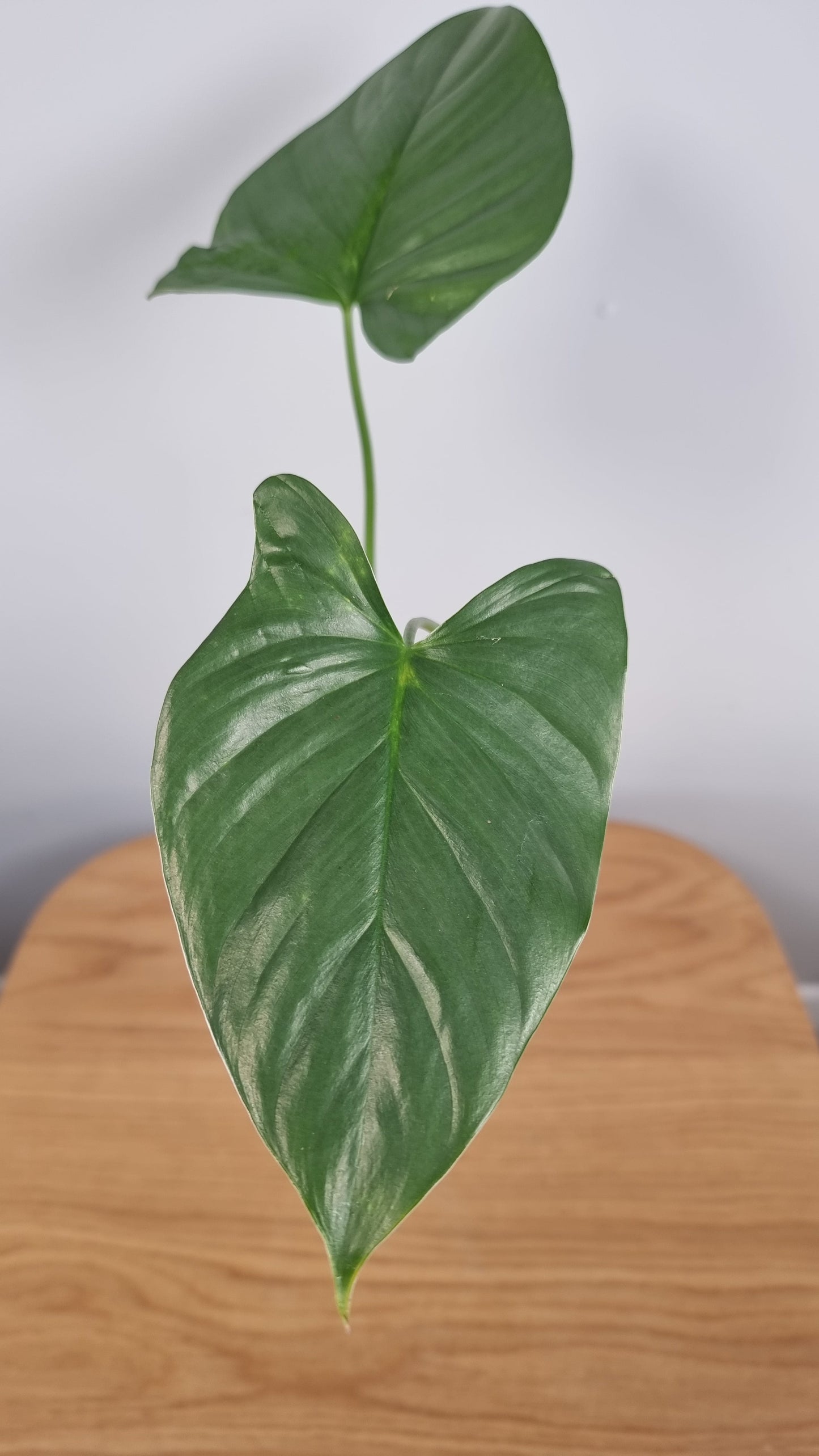 Homalomena sp. 'Silver' Root'd Plants 