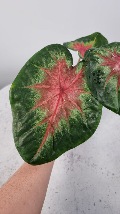 Caladium 'Pink Lady' Potted Houseplants Root'd Plants 