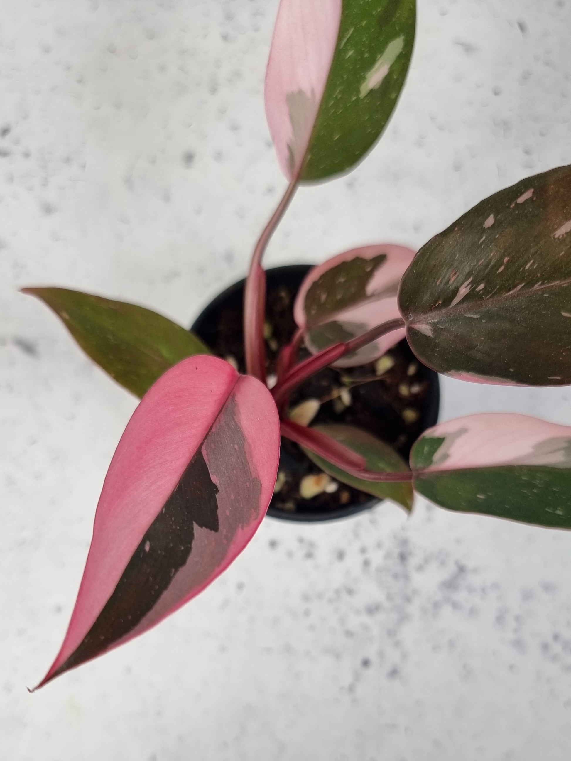 Philodendron 'Pink Princess' Root'd Plants 