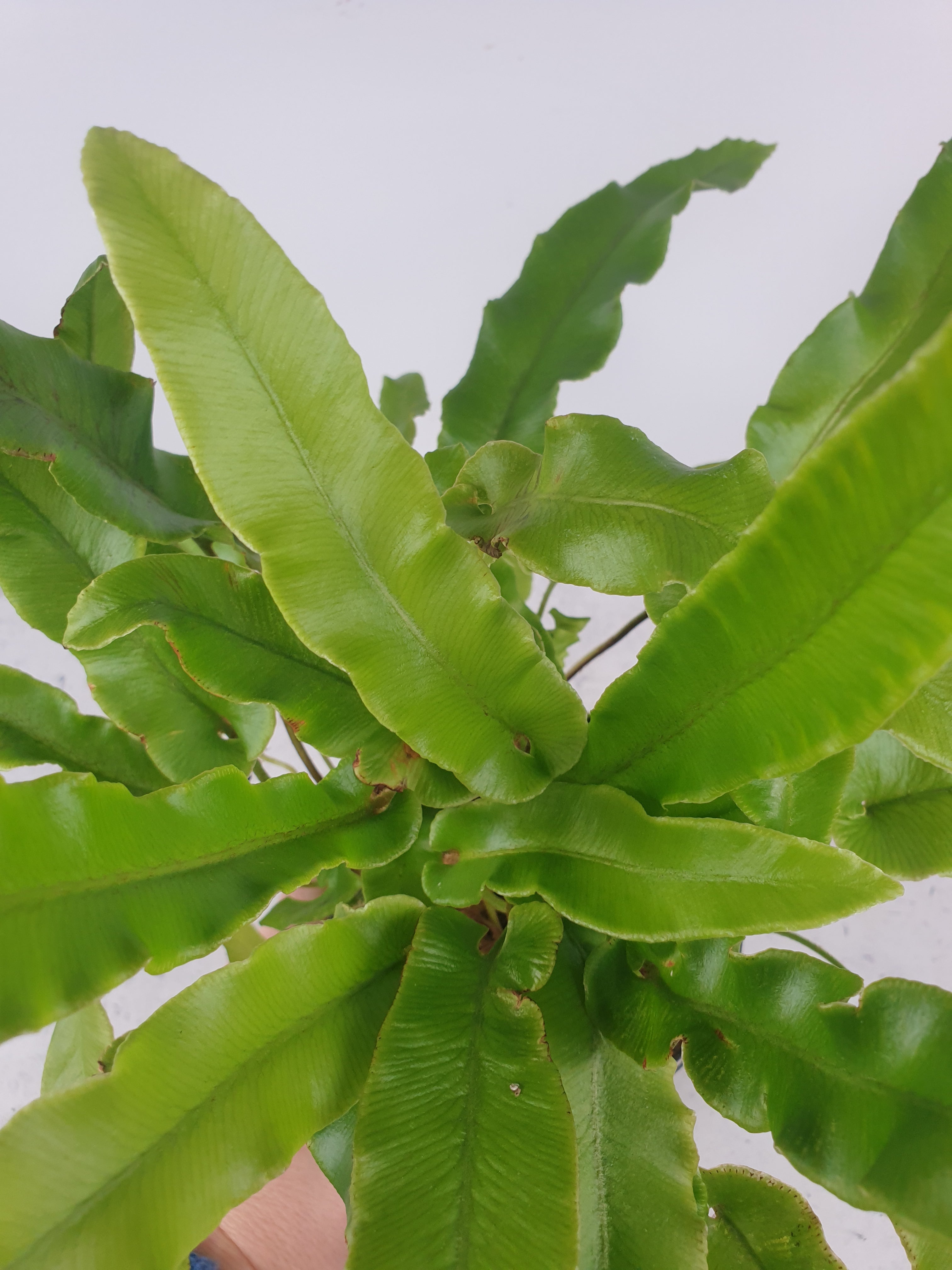 Asplenium scolopendrium - Hart's Tongue Fern Root'd Plants 