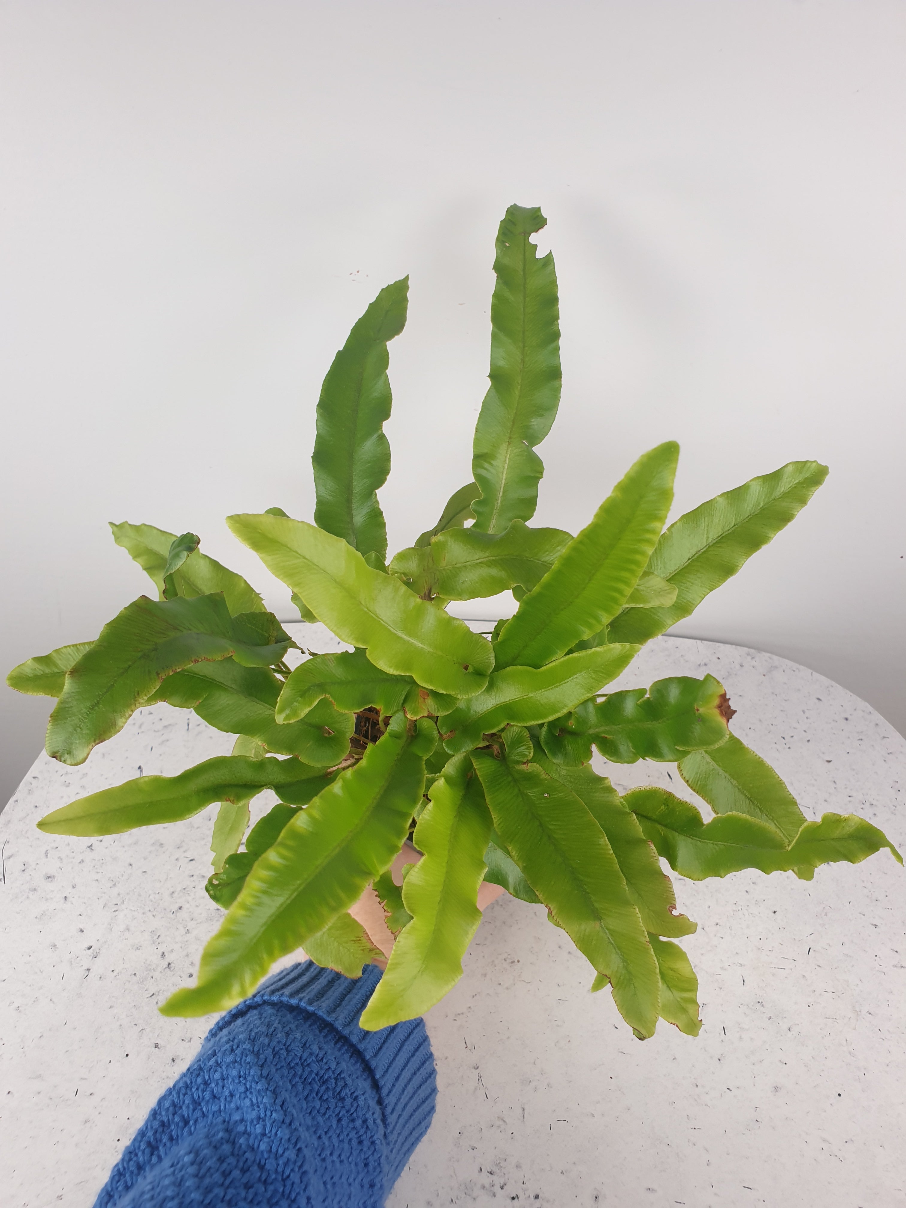 Asplenium scolopendrium - Hart's Tongue Fern Root'd Plants 