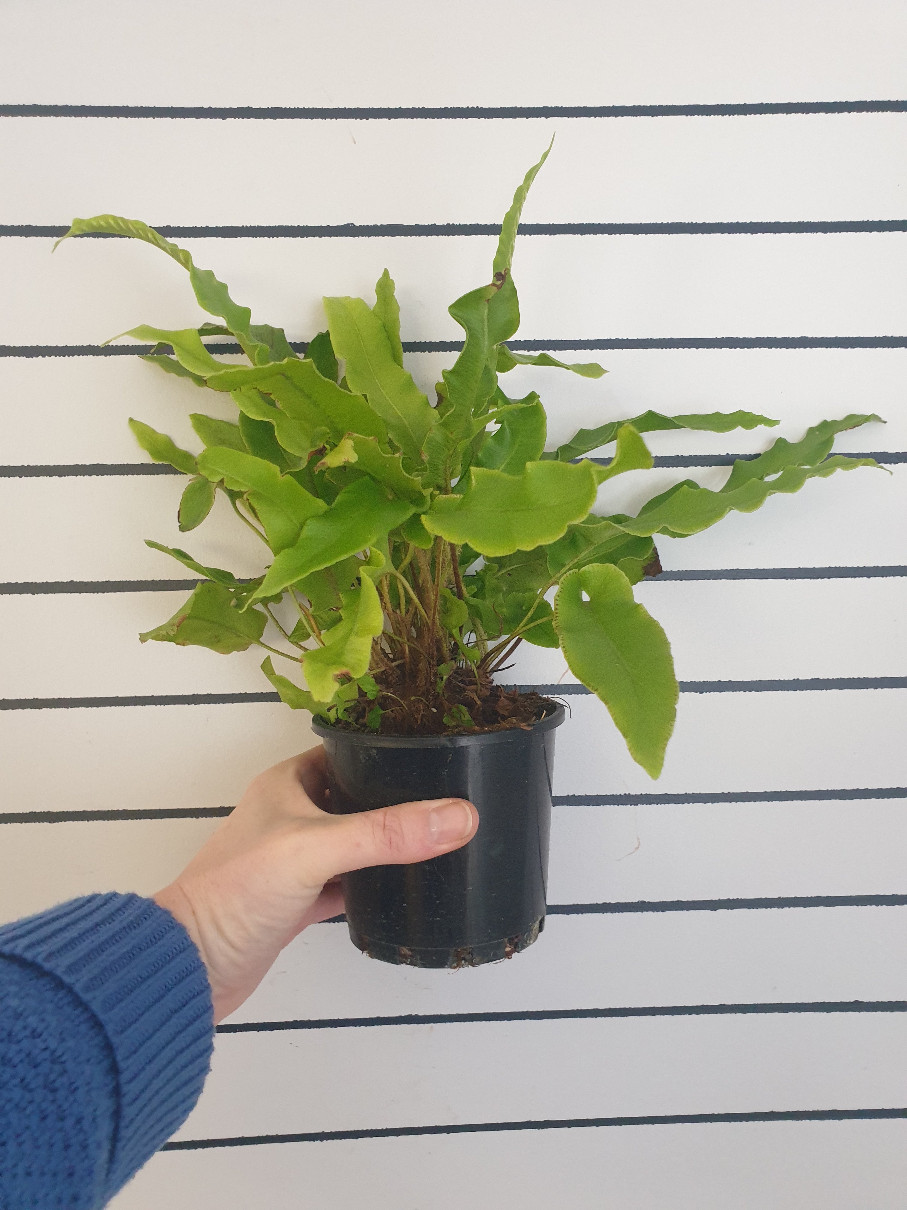 Asplenium scolopendrium - Hart's Tongue Fern Root'd Plants 