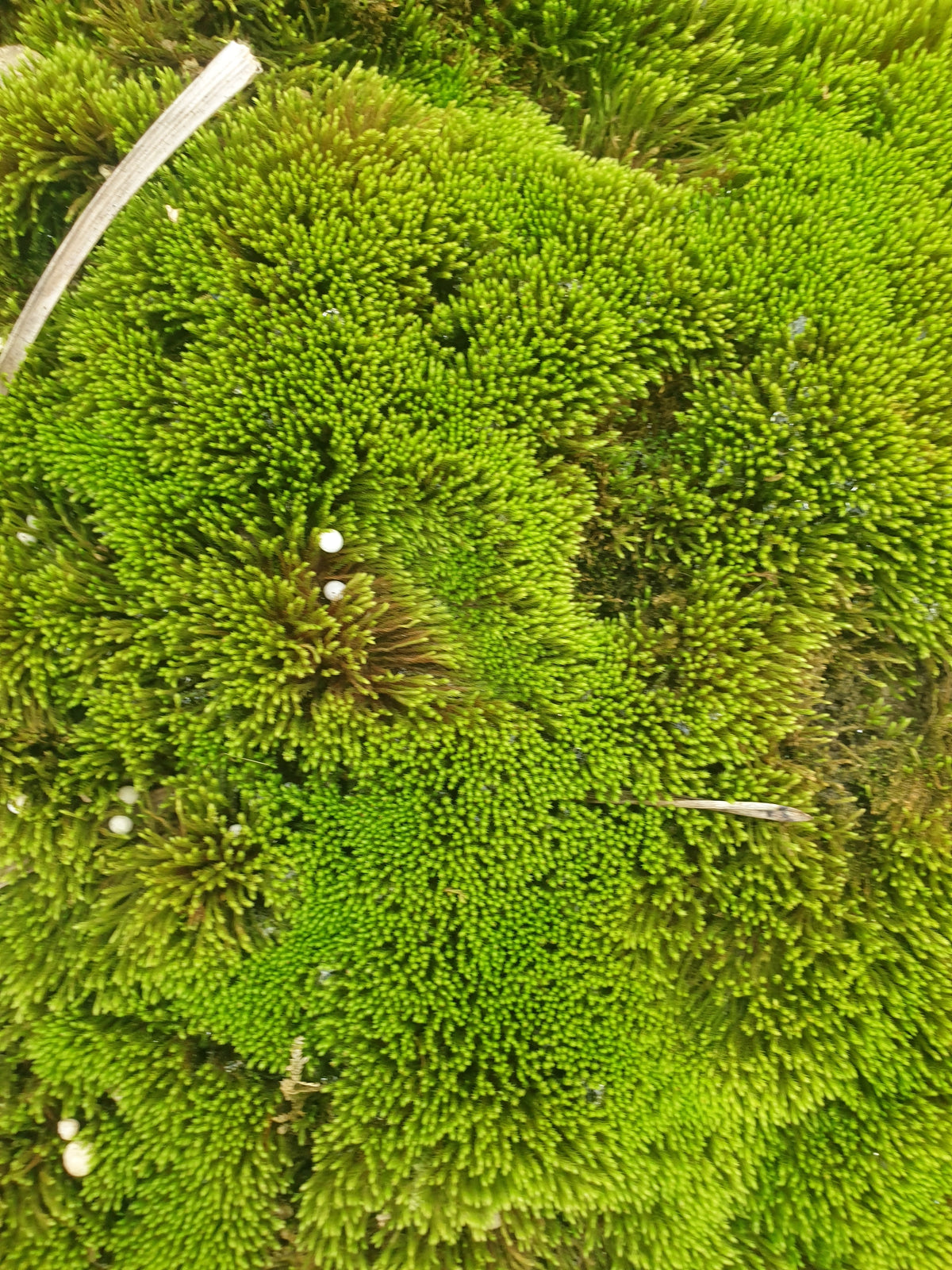 Live Moss Pack - Great for Terrariums! Root'd Plants 