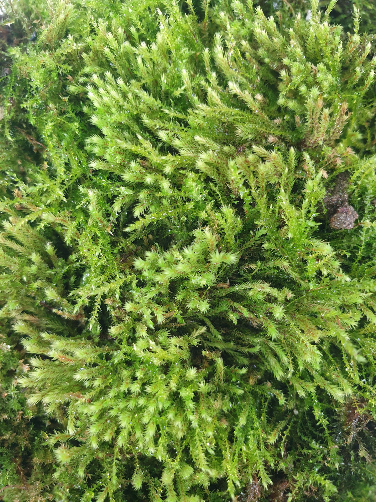 Live Moss Pack - Great for Terrariums! Root'd Plants 