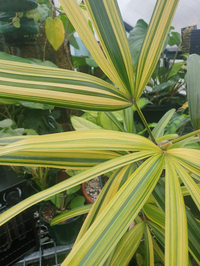 Rhapis excelsa variegata - Variegated Lady Palm Root'd Plants 