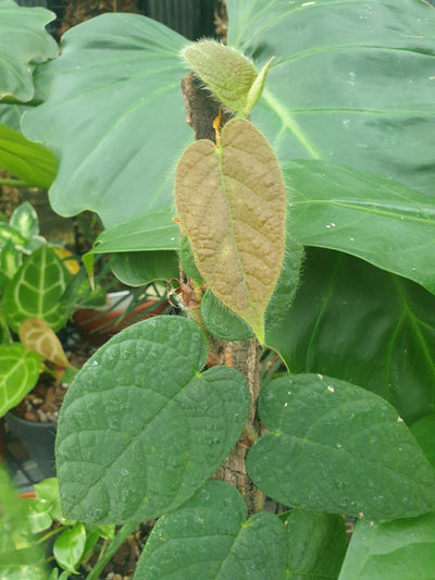 Ficus villosa - Shaggy Leaf Fig Root'd Plants 