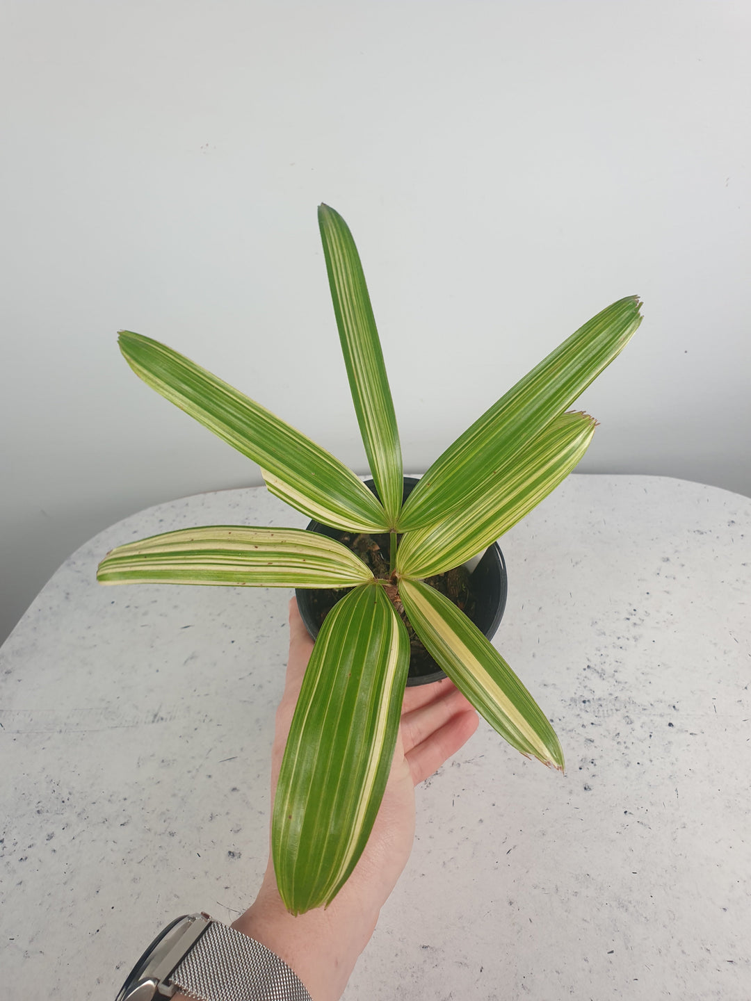 Rhapis excelsa variegata - Variegated Lady Palm