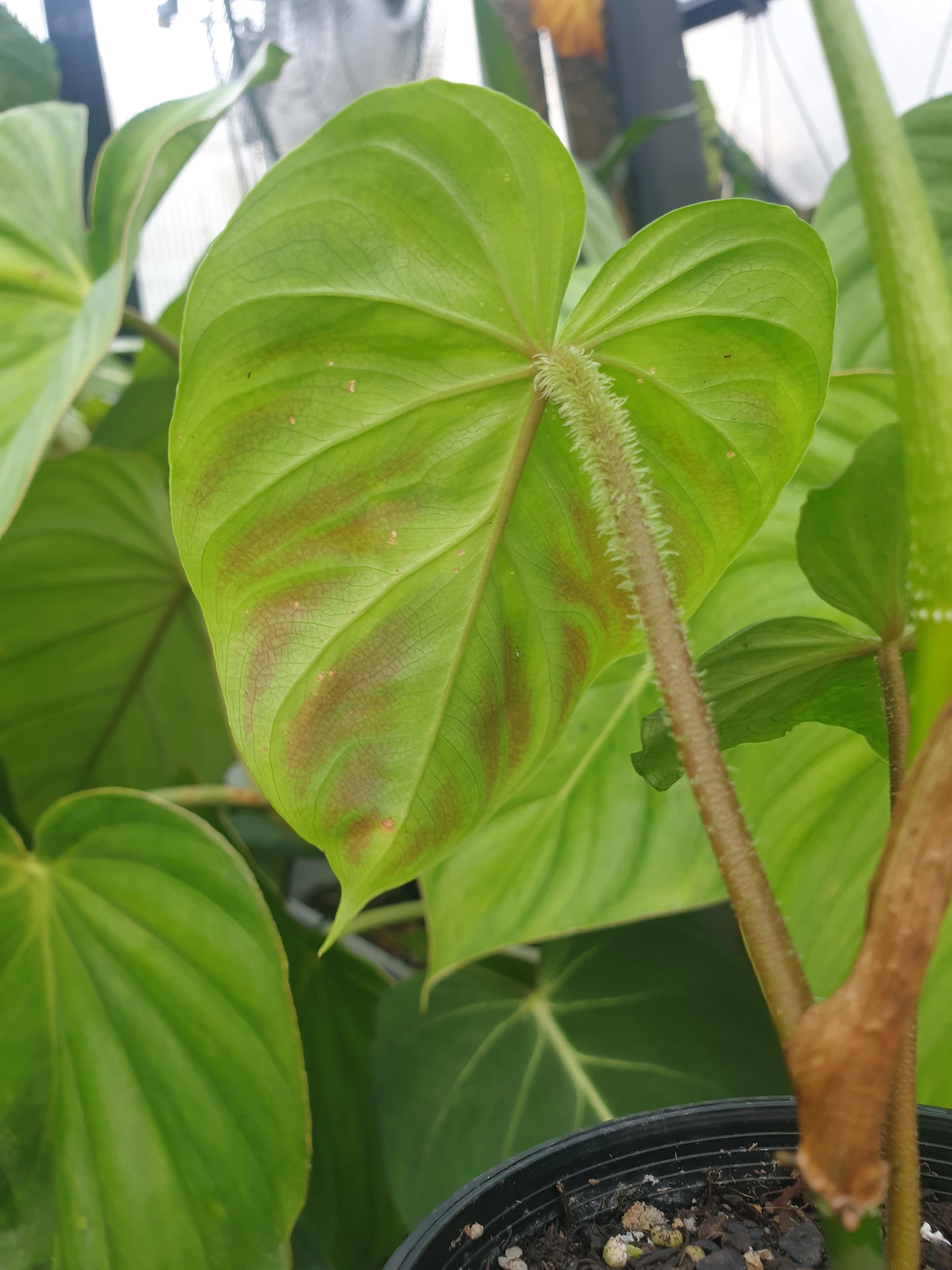 Philodendron verrucosum - Climbing Aroid Root'd Plants 