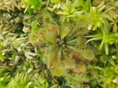 Drosera capillaris - Sundew Carnivorous Plant Root'd Plants 