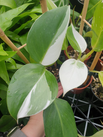 Philodendron 'White Wizard' - Variegated Aroid Root'd Plants 
