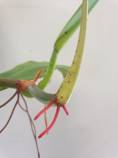 Philodendron crassinervium Root'd Plants 