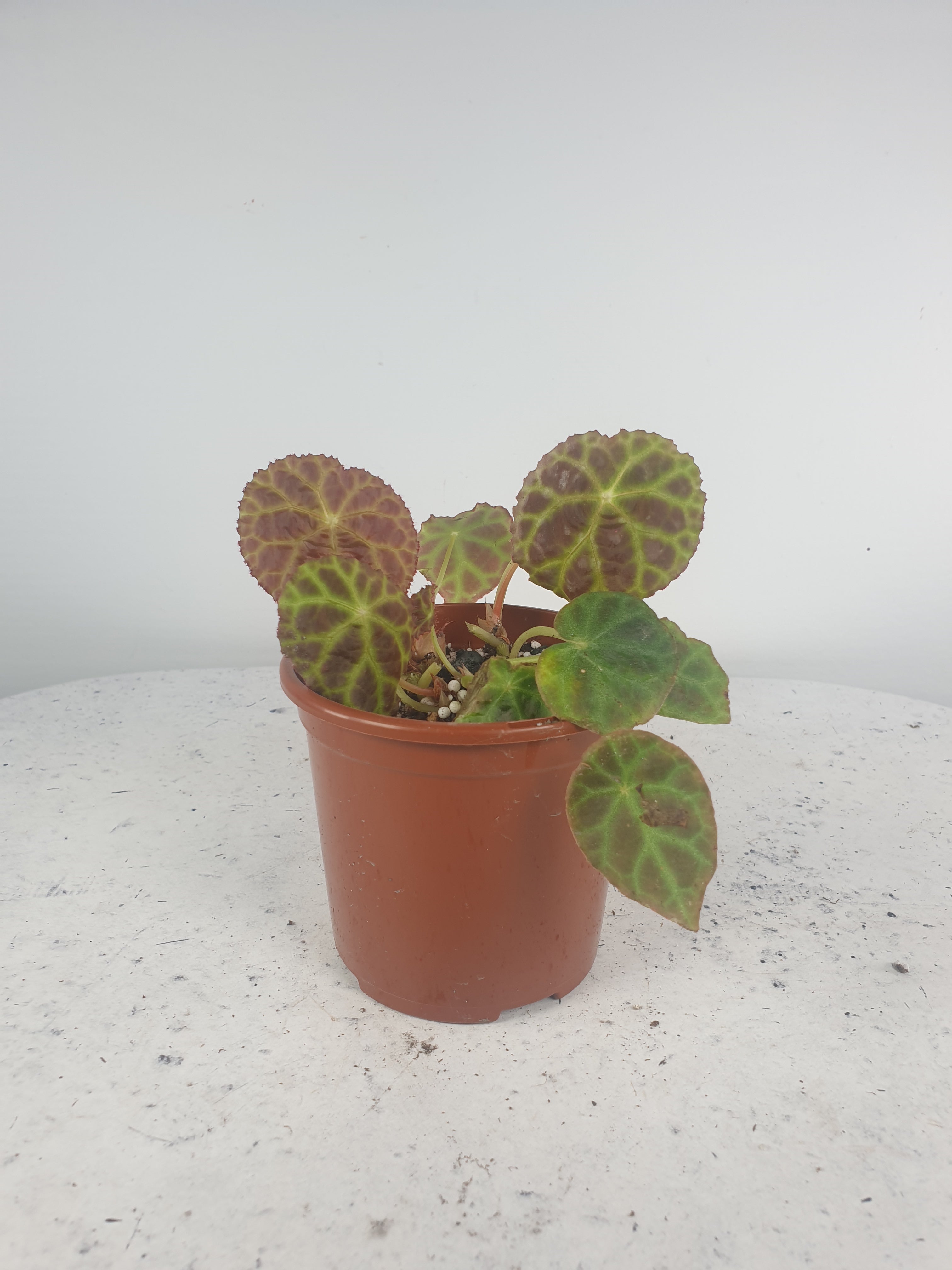 Begonia goegoensis - Rhizomatous Begonia Root'd Plants 100mm 