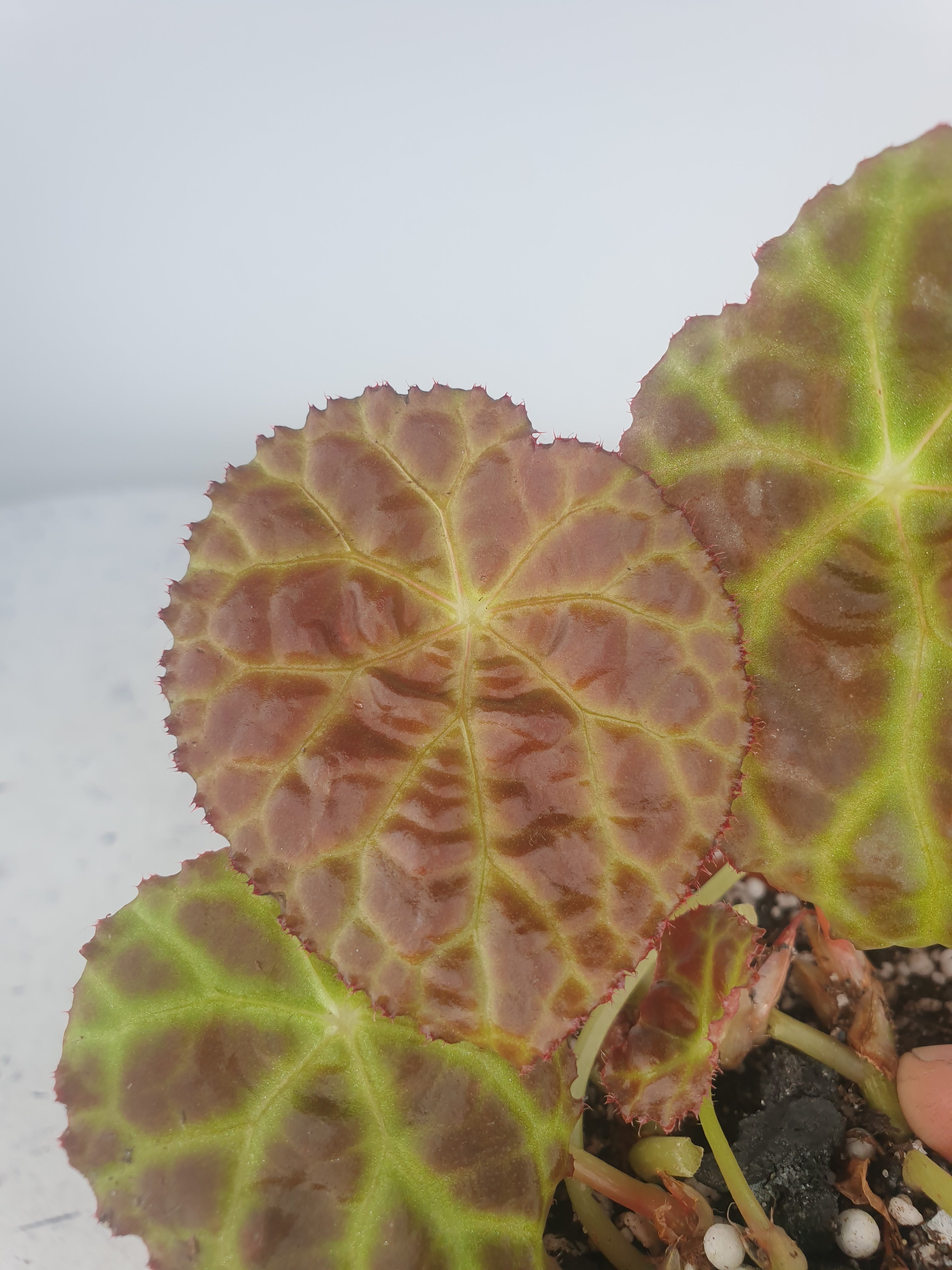 Begonia goegoensis - Rhizomatous Begonia Root'd Plants 