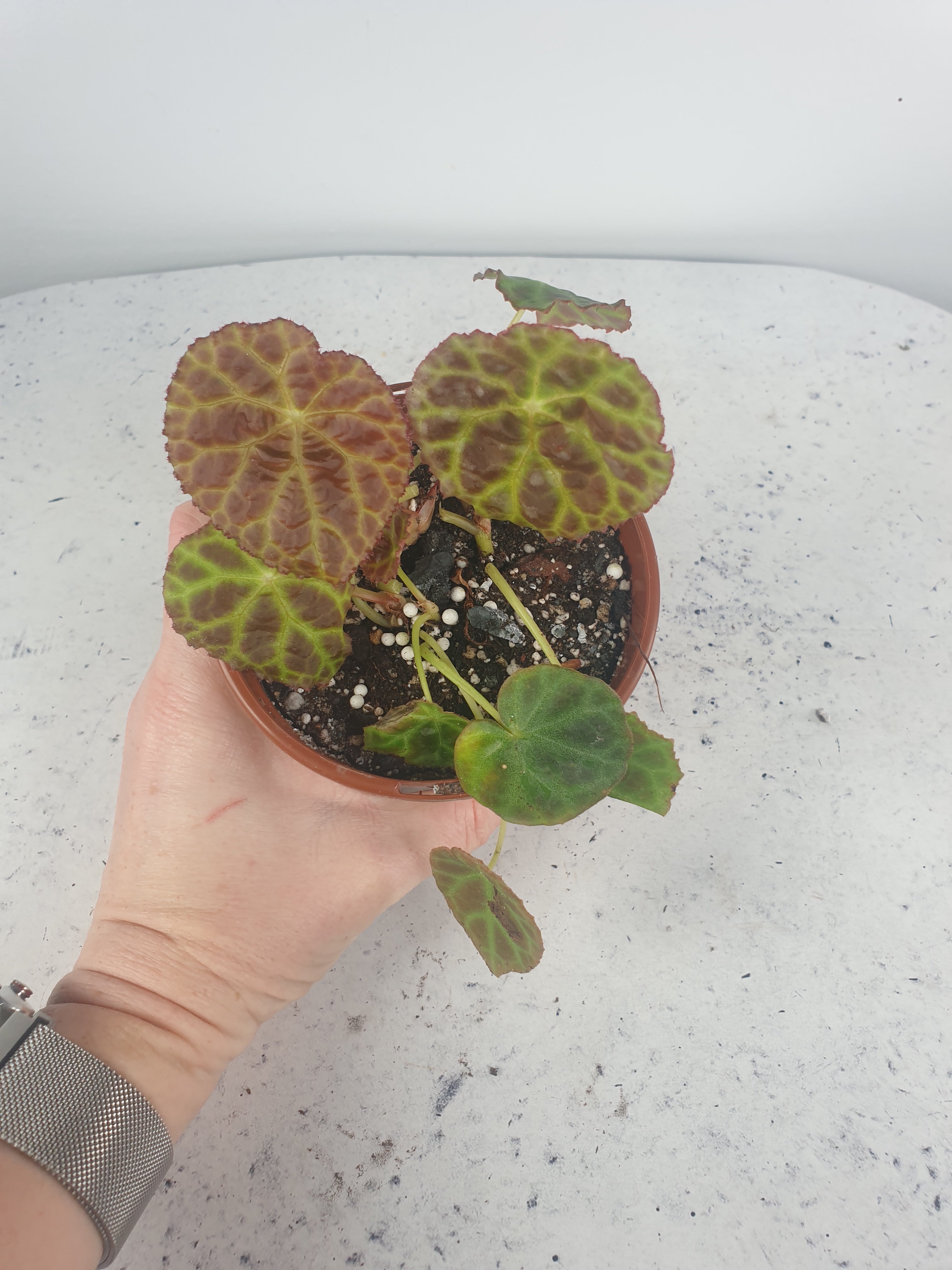 Begonia goegoensis - Rhizomatous Begonia Root'd Plants 