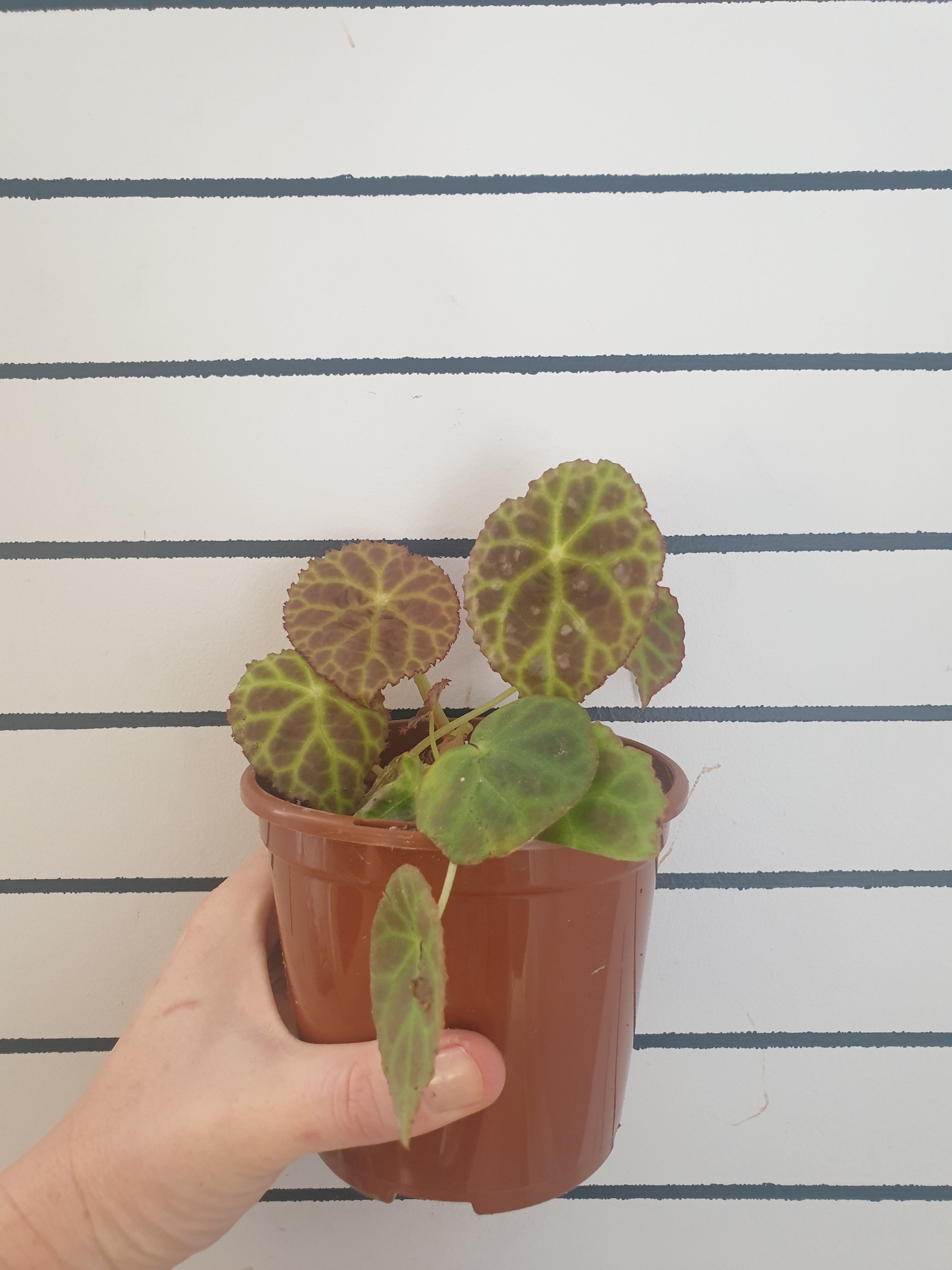 Begonia goegoensis - Rhizomatous Begonia Root'd Plants 