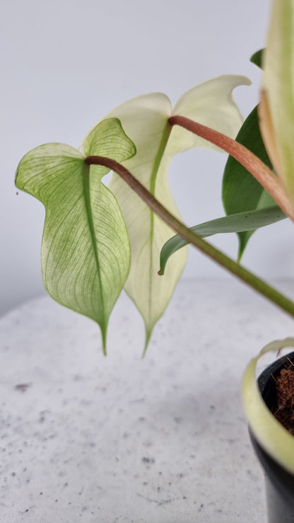 Philodendron 'Florida Ghost' Root'd Plants 