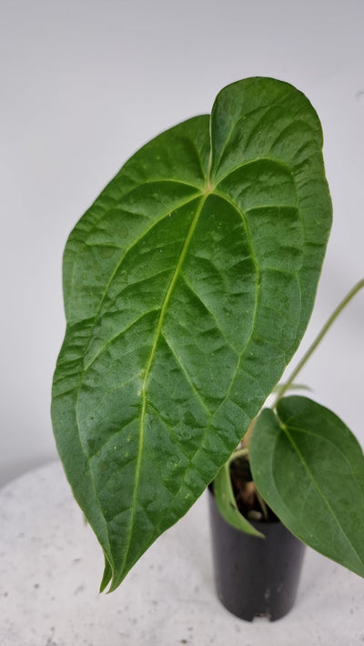 Anthurium 'Guatemala' hybrid x bullate leaf hybrid Root'd Plants 