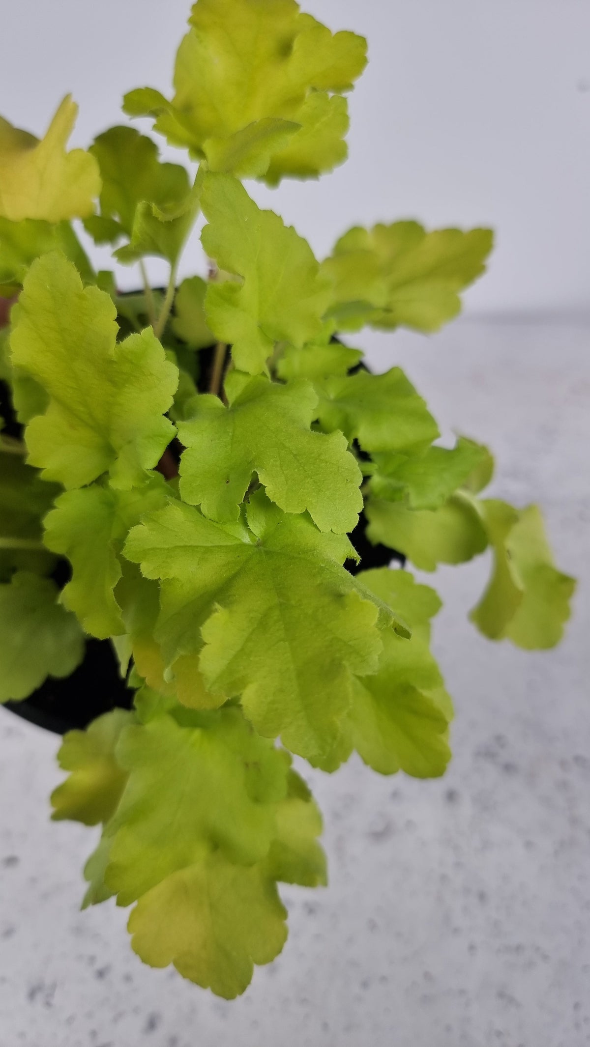 Heuchera 'Lime Marmalade' - Coral Bells Landscaping & Garden Plants Root'd Plants 