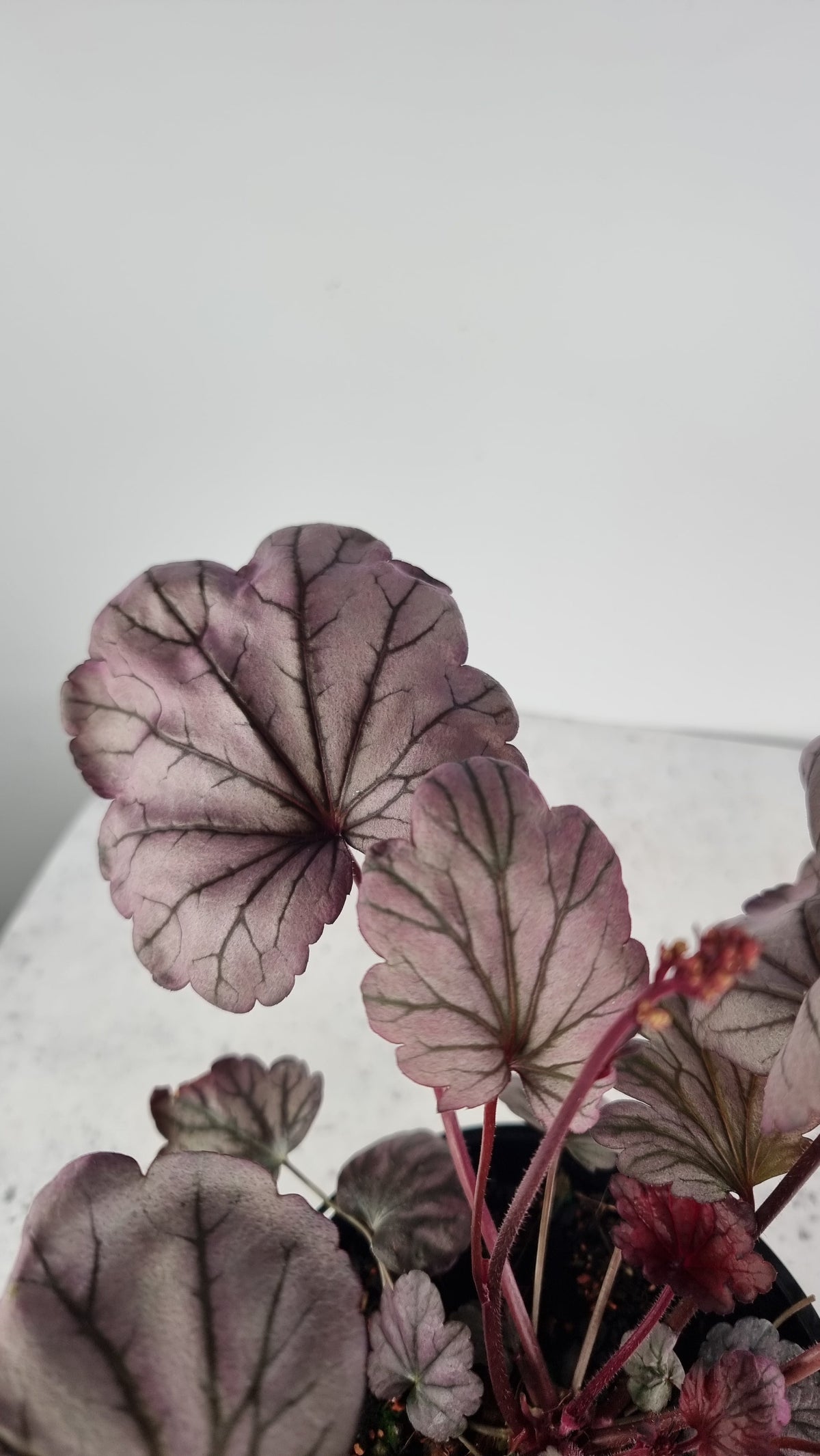 Heuchera 'Sugar Plum' - Coral Bells Landscaping & Garden Plants Root'd Plants 