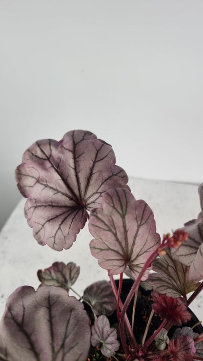 Heuchera 'Sugar Plum' - Coral Bells Landscaping & Garden Plants Root'd Plants 