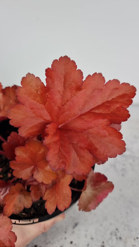 Heuchera 'Forever Red' - Coral Bells Landscaping & Garden Plants Root'd Plants 