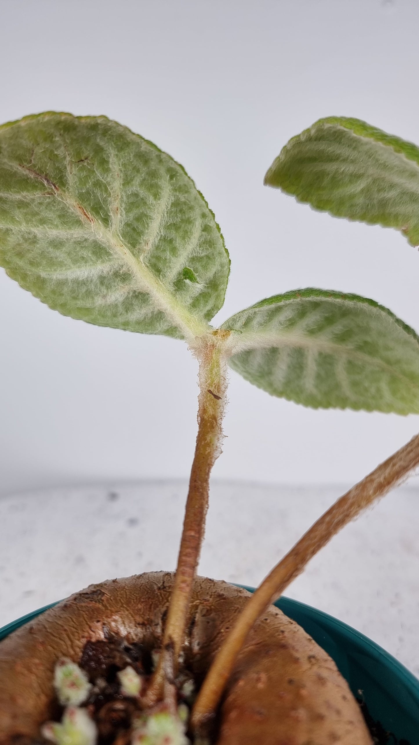 Sinningia x 'Crushed Velvet' - Caudiciform Root'd Plants 