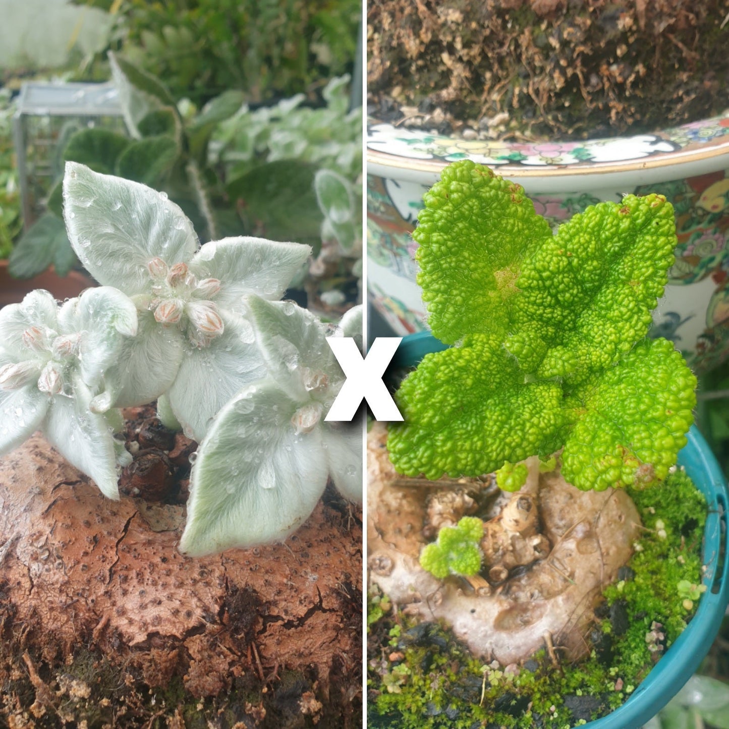 Sinningia x 'Crushed Velvet' - Caudiciform Root'd Plants 