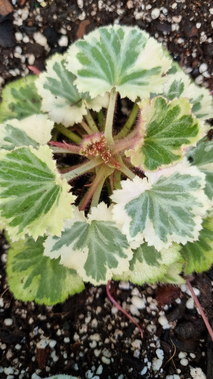 Saxifraga stolonifera variegata - White Variegated Strawberry Begonia Root'd Plants 80mm 