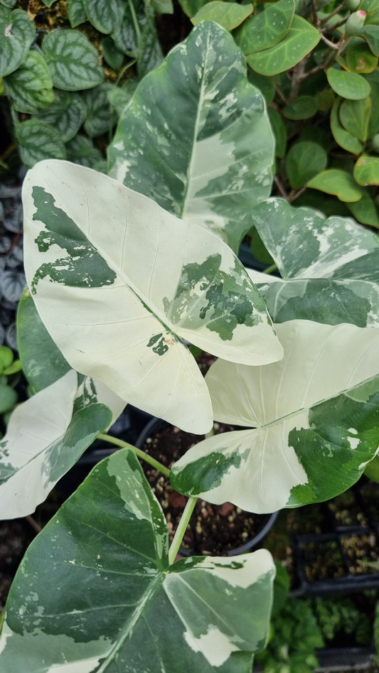 Alocasia macrorrhiza variegata - Variegated Elephant Ear Landscaping & Garden Plants Root'd Plants 