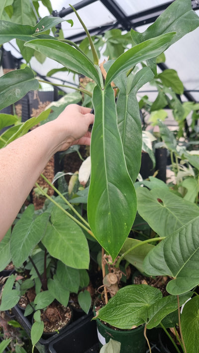 Philodendron 69686 'Big Ears' Root'd Plants 