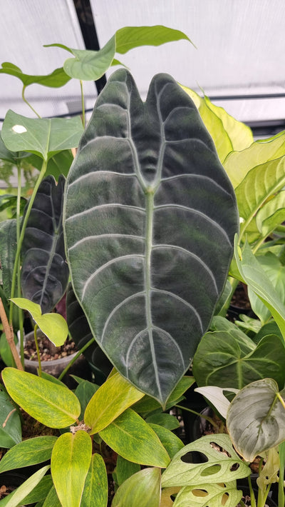 Alocasia longiloba 'Grandis' - Elephant Ear Plant Root'd Plants 