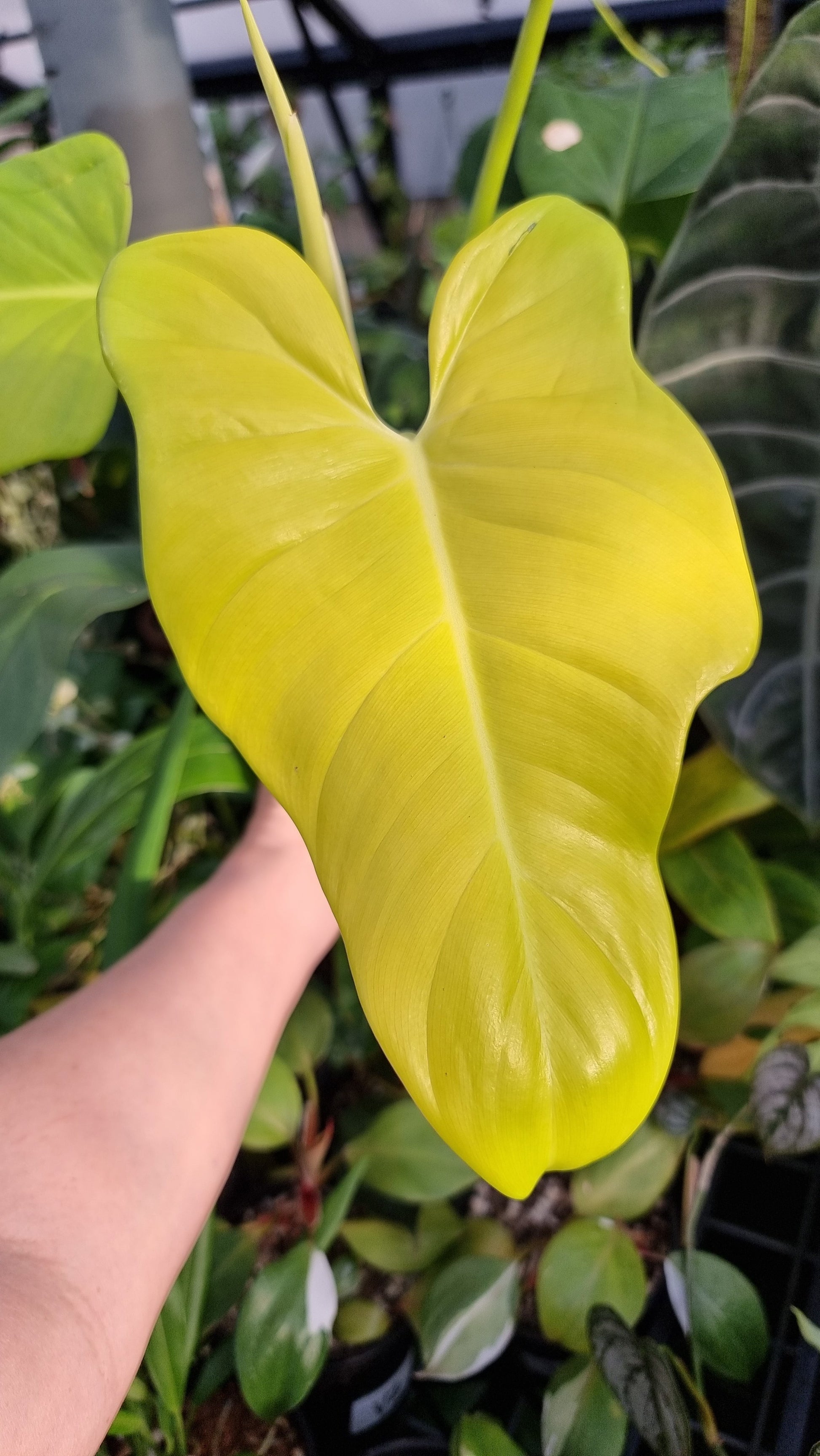 Philodendron bipennifolium aureum - Neon Horse Head Plant Root'd Plants 