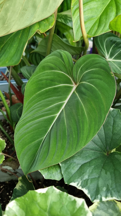 Philodendron gloriosum Root'd Plants 