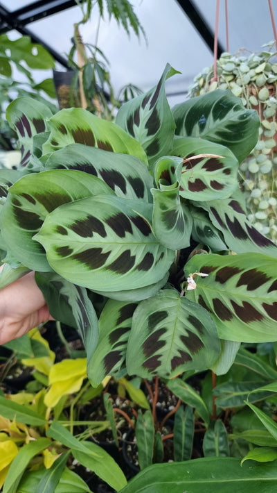 Maranta leuconeura “Kerchoveana” - Prayer Plant Root'd Plants 
