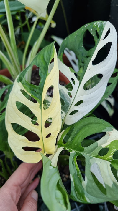 Monstera adansonii variegata - Variegated Swiss Cheese Plant Root'd Plants 
