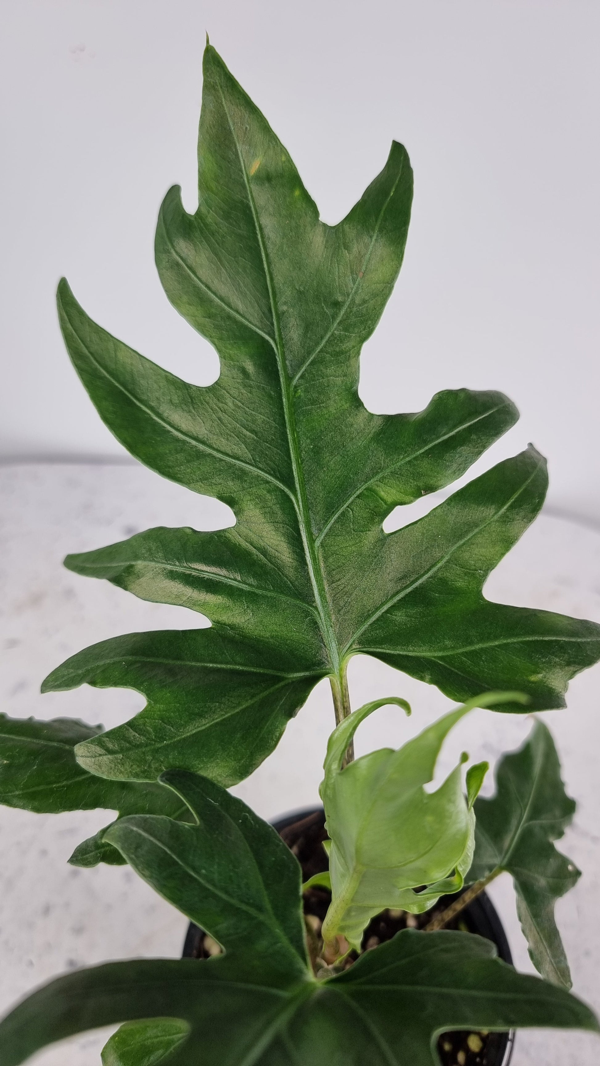 Alocasia brancifolia 'Serpent's Tail' Root'd Plants 