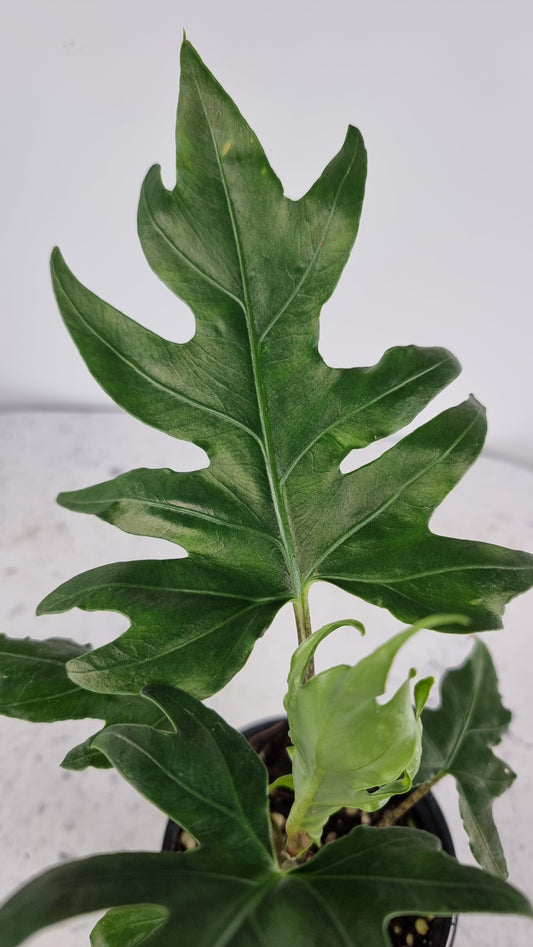 Alocasia brancifolia 'Serpent's Tail' Root'd Plants 
