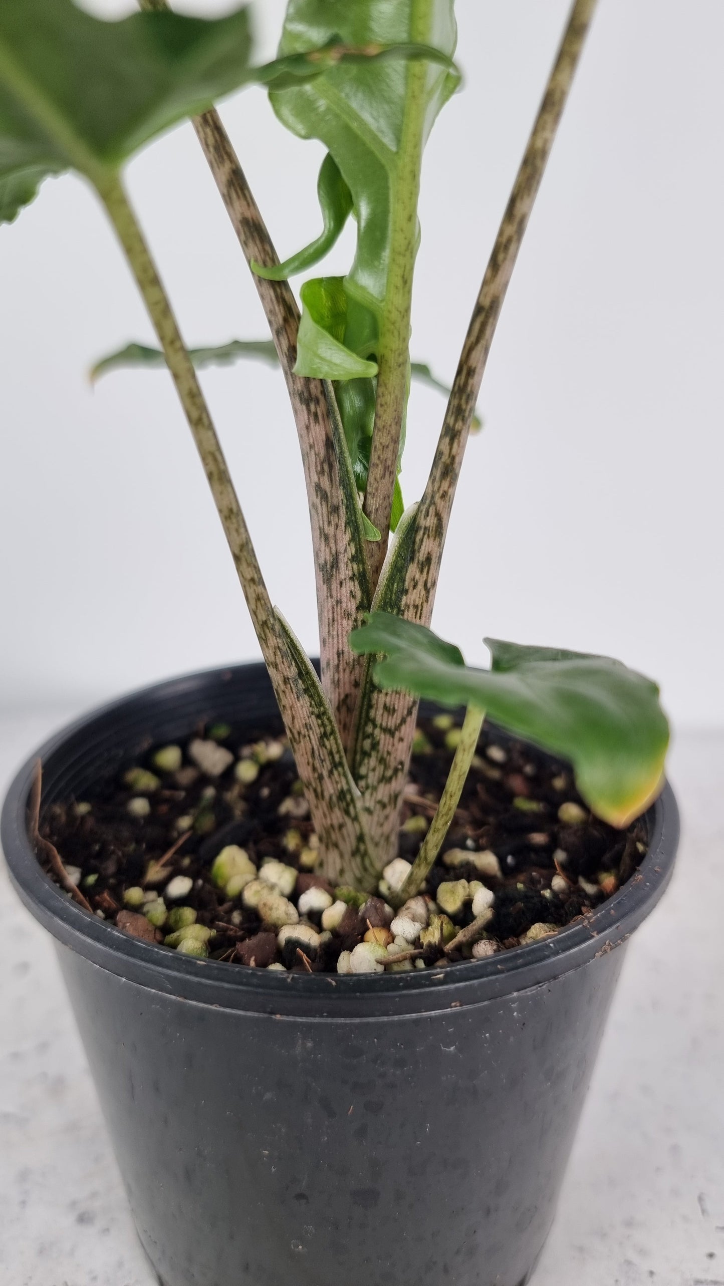 Alocasia brancifolia 'Serpent's Tail' Root'd Plants 