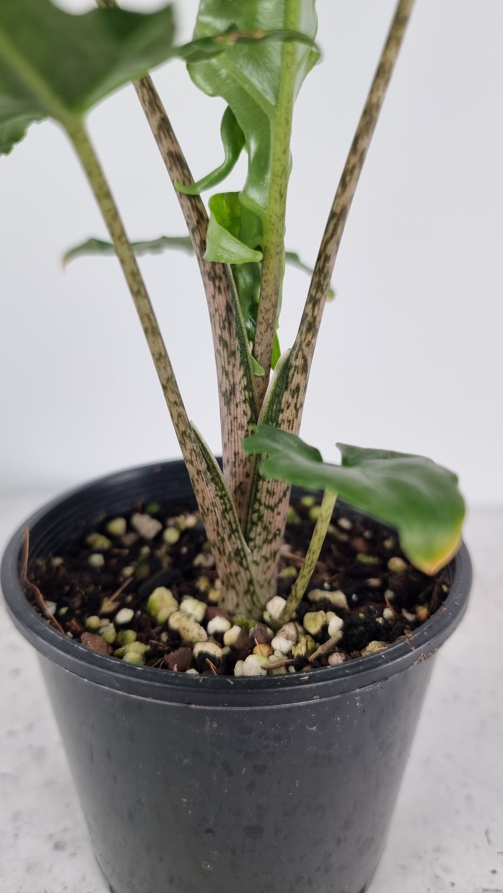 Alocasia brancifolia 'Serpent's Tail' Root'd Plants 