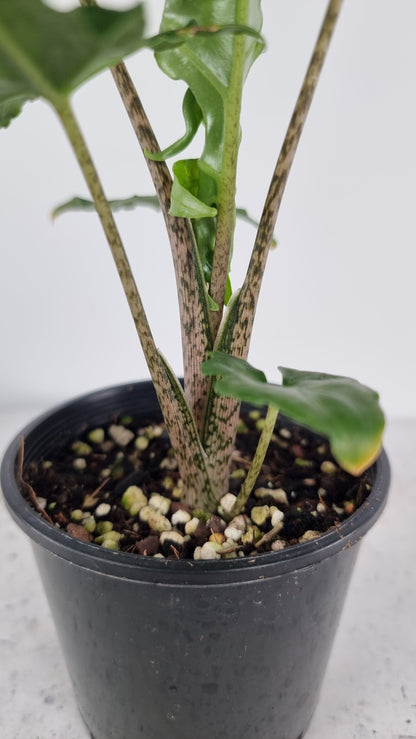 Alocasia brancifolia 'Serpent's Tail' Root'd Plants 