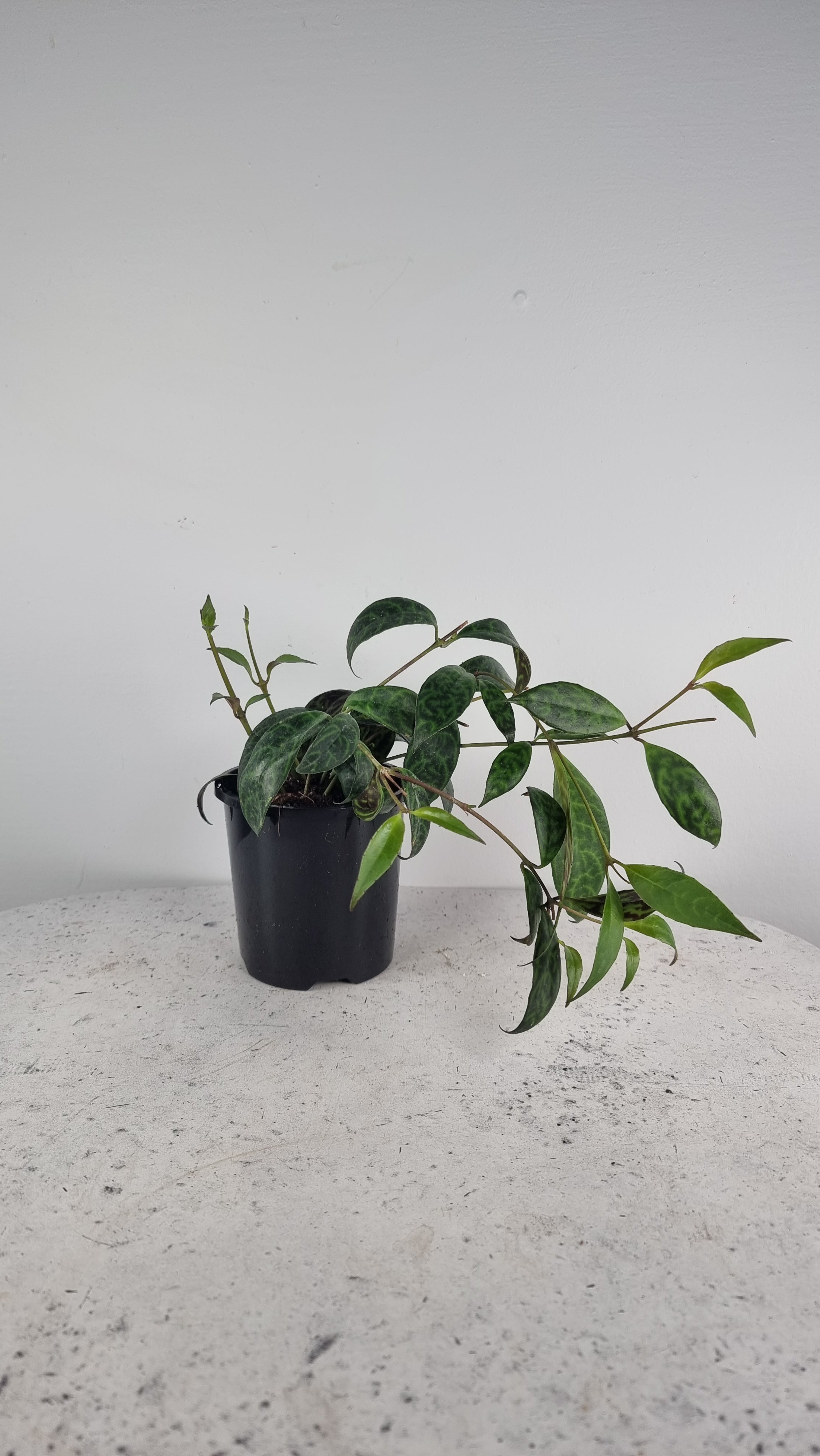 Aeschynanthus longicaulis ‘Black Pagoda’ - Lipstick Plant Root'd Plants 100mm 