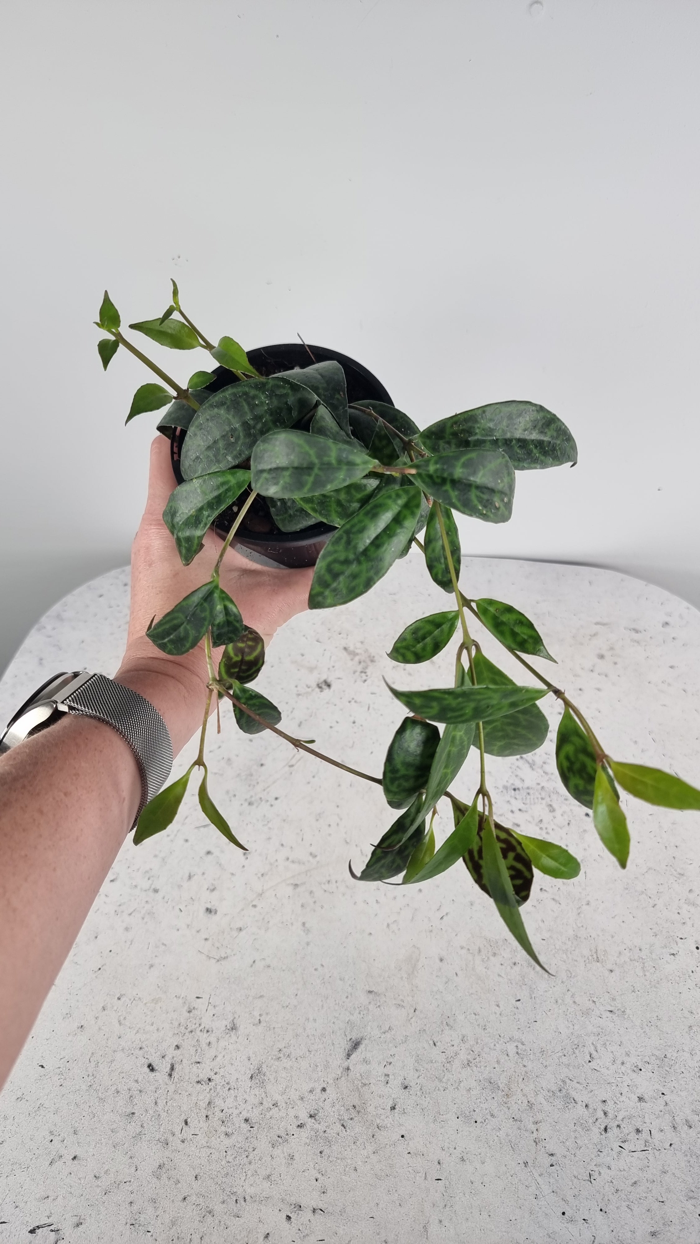 Aeschynanthus longicaulis ‘Black Pagoda’ - Lipstick Plant Root'd Plants 