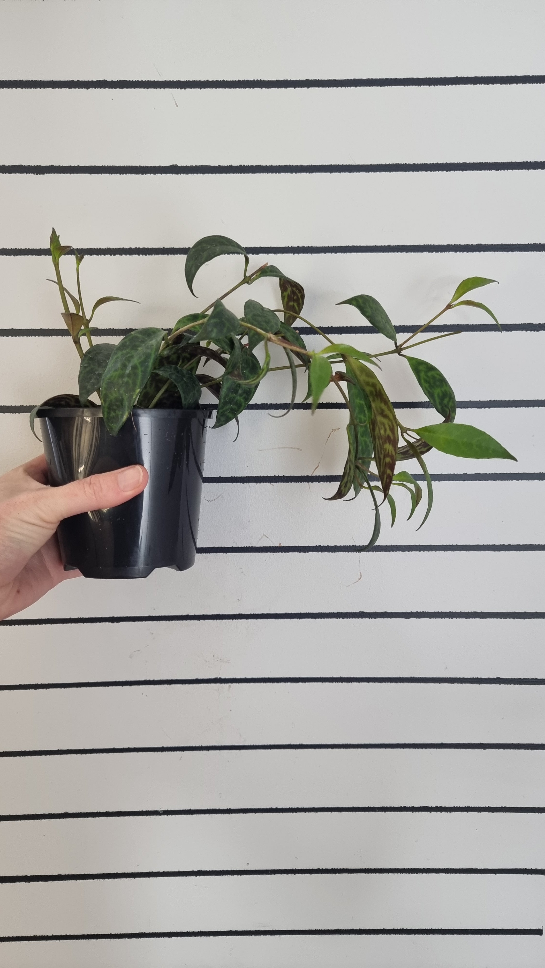 Aeschynanthus longicaulis ‘Black Pagoda’ - Lipstick Plant Root'd Plants 